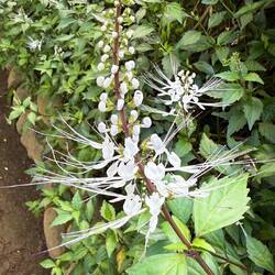 Katzenbart - daraus wird Java-Tee zubereitet