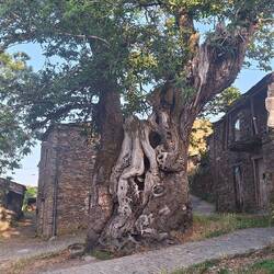 Just an interesting tree