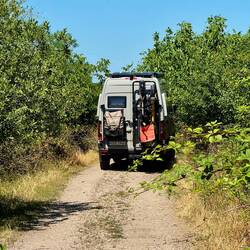 Sie meistert die Durchfahrt durch eng stehende Büsche!