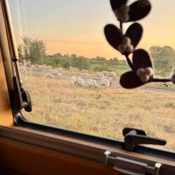 Ein paar Schafe müssen sich an Ole zu schaffen gemacht haben.