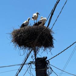 Gewohntes Bild in vielen rumänischen Dörfern. Viele Störche mit Nachwuchs 😍