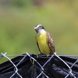 Great Kiskadee