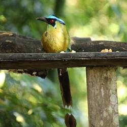 Andean Motmot