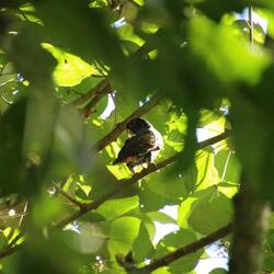 Bronze-winged Parrot