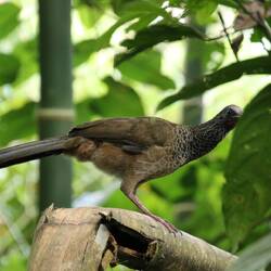 Colombian Chachalaca