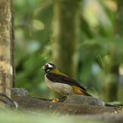 Black-winged Saltator