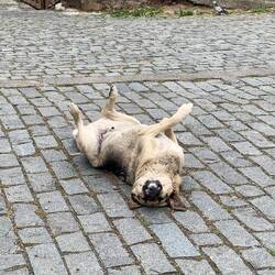Straßenhandel gibt es viele und alle ganz friedlich