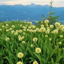 Der Triglav rückt immer näher ...