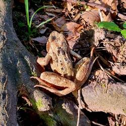 Auf dem Weg nach Petrovo Bdro angetroffen!