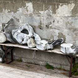 Walknochen in Nyksund