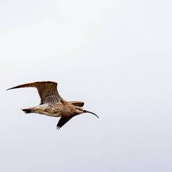 Brachvogel