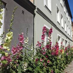 Florale Pracht in der Stadt 💐🪻 Hier werden Inspirationen für daheim gesammelt 🫣😜