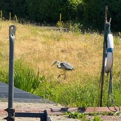 Reiher am Ufer der Marina Konz
