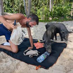 Pigs on a food mission...😅