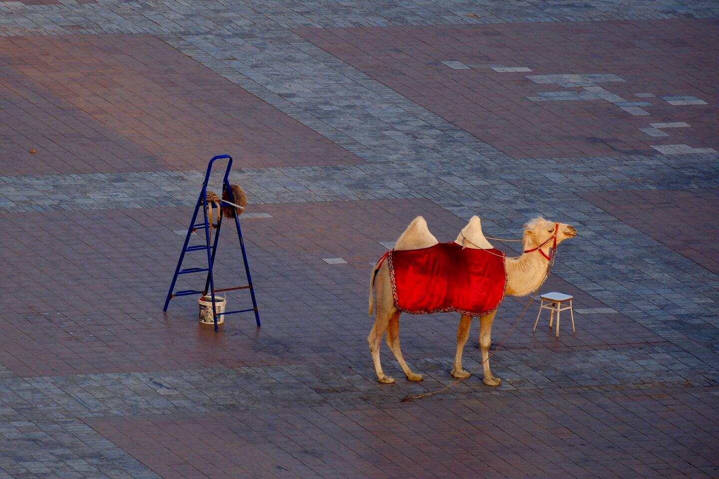 Juhuuu, endlich ein Kamel