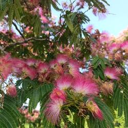 Mit wunderschönen Seidenbäumen 😍