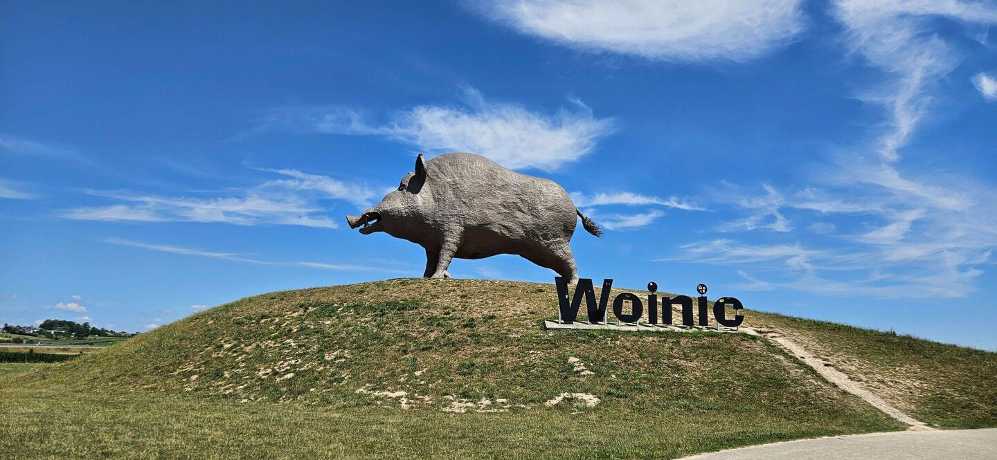 Das größte Wildschwein der Welt