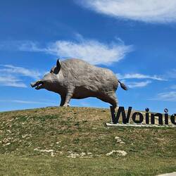 Das größte Wildschwein der Welt