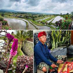 Reisterrassen von Jatiluwih