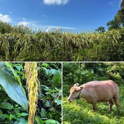 Traditioneller Reisanbau