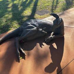 Life size big roo sculptures.
