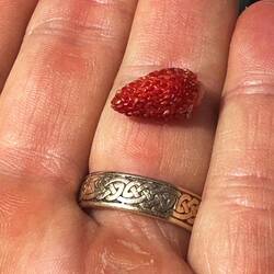Mountain strawberry