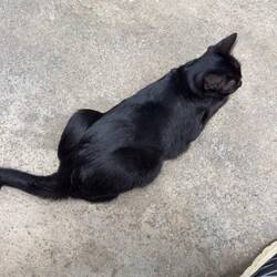 I found one more kitty at Noom Guesthouse. This one is named Charcoal.