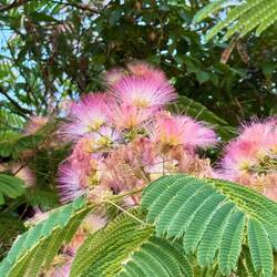 Seidenbaum (Albizia)