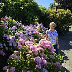 Lots of hydrangeas!