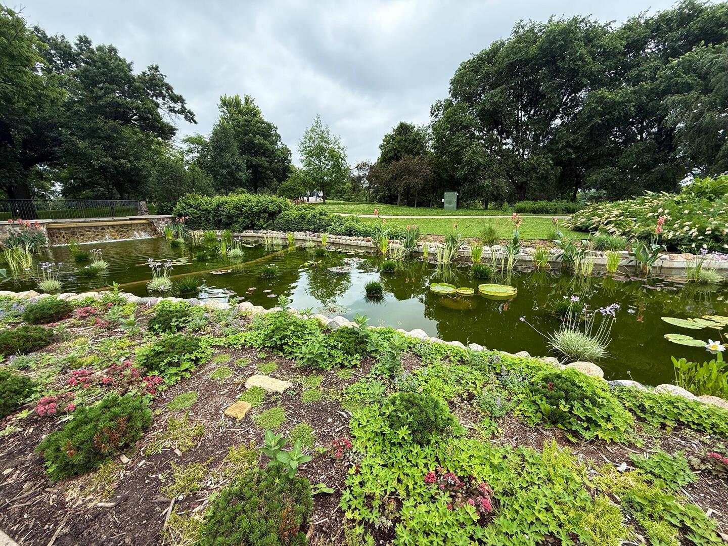 Lily Pond