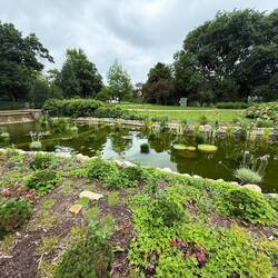 Lily Pond