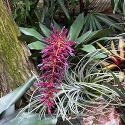 Bromeliad