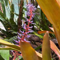 Portea petropolitana