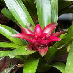 Neoregelia