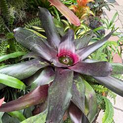 Neoregelia