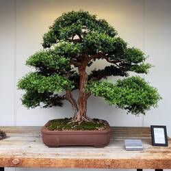 Greek Myrtle