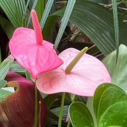 Flamingo-lily
