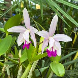 Cattleya Intermedia