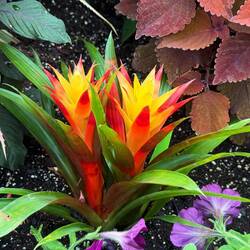 Droophead Tufted Airplant