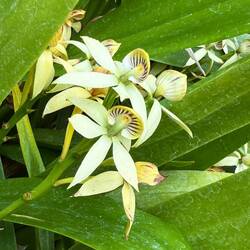 Prosthechea