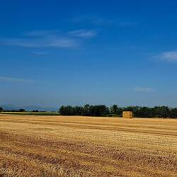 Geen rjist meer. Graan des te meer.