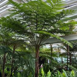 Lacy Tree Fern