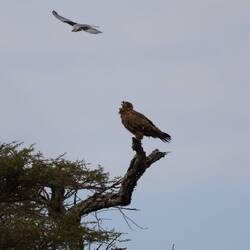 Adler wird von einem anderen Vogel angegriffen