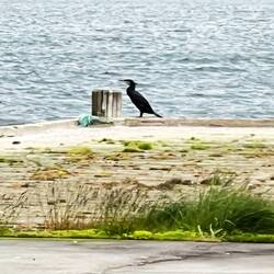 Kormoran am Godsfjorden
