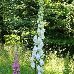 eine Seltenheit, weisser Fingerhut