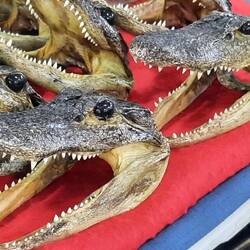 Real dried Gator heads.