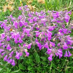 Auch heute tolle Blumen am Wegesrand ...