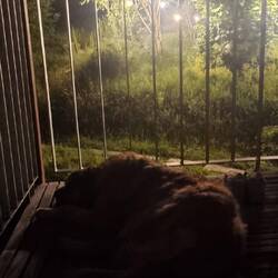 Müdes Felltier, gute Nacht !