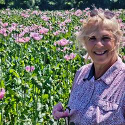die letzten Mohnblüten