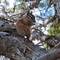 Chipmunk